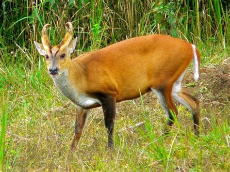 hewan kerabat rusa  Rusa dapat dilihat di beberapa taman nasional di India, Nepal, dan Sri Lanka di mana Taman Nasional Kanha, Taman Nasional Dudhwa, dan Taman Nasional Chitwan paling terkenal
